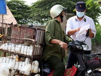 Hà Nội ngăn gia súc, gia cầm không rõ nguồn gốc