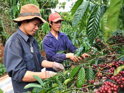 Cần thay đổi thói quen thu hái cà phê