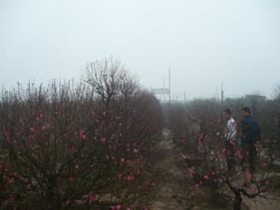 Mưa lớn, đào Nhật Tân vẫn đắt khách