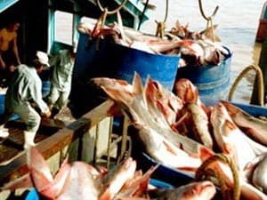 Sản phẩm cá tra Việt Nam được vinh danh ở Mỹ