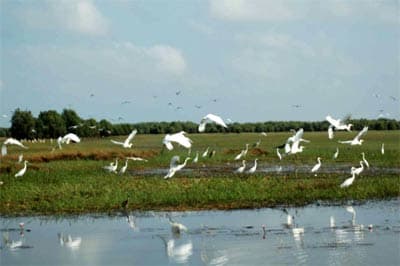 Phòng “giặc hỏa” ở vườn quốc gia Tràm Chim