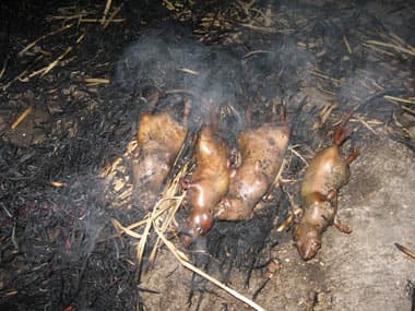 Mùa săn “nhím đồng”