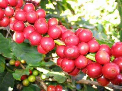 Người Trưởng thôn giúp dân trồng cà phê