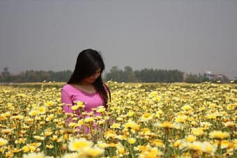 Mùa xuân làng lúa, làng hoa