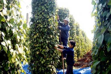 Thương hiệu nông sản Việt: Đã thiếu, lại yếu