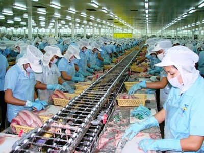 Thuế chống phá giá kéo giảm xuất khẩu cá tra