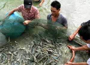 Bạc Liêu: Cháy lớn tại một trại sản xuất tôm giống