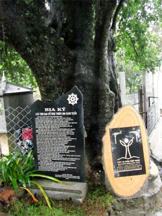 Vinh danh cây di sản đầu tiên hơn 300 năm tuổi