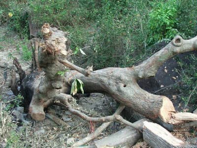 Bình Định tái diễn cảnh phá rừng đào cây lộc vừng...