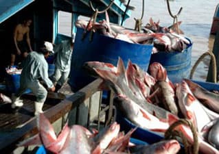 Yêu cầu WWF tại một số nước châu Âu đưa cá tra của Việt Nam ra khỏi danh sách đỏ