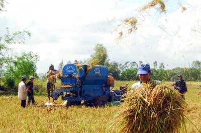 Cánh đồng “vàng” ở Bạc Liêu