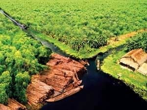 21.000ha rừng tràm Cà Mau bị khô, báo động cháy