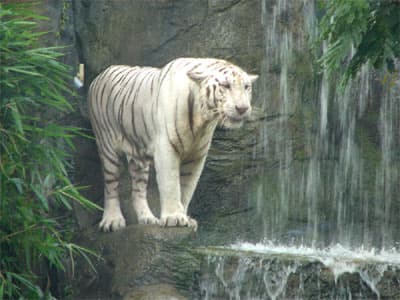 Dính bẫy cọp