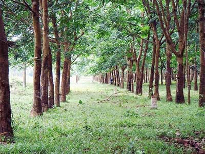 Bảo tồn nguồn gen và cung cấp giống cây rừng ở Việt Nam
