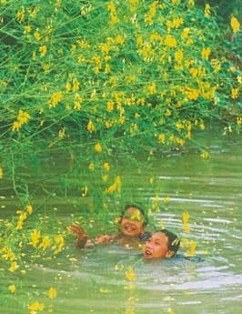 Mùa điên điển