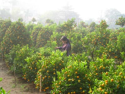 Cách làm kinh tế “năng nhặt chặt bị”