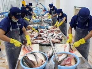 Phấn đấu kim ngạch xuất khẩu cá tra đạt 1,5 tỷ USD