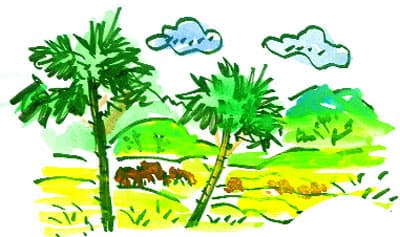 Hoa mộc miên biên giới