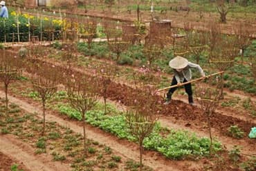 Đào Nhật Tân những ngày giáp Tết