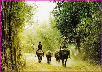 Lũy tre làng