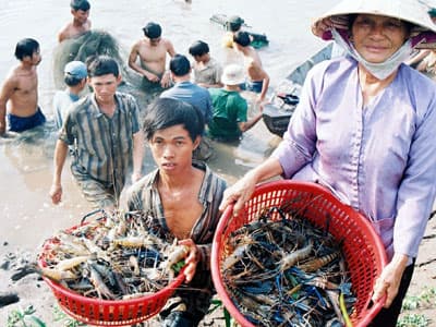 "Vua tôm" nhiều sáng kiến