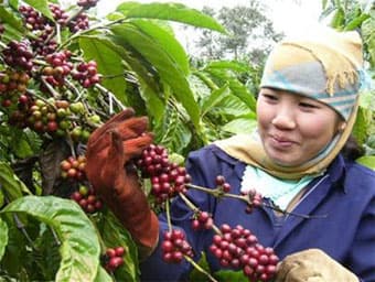 Thành lập Trung tâm đào tạo cho nông dân trồng cà phê đầu tiên ở Việt Nam
