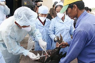 Hoa Kỳ hỗ trợ Việt Nam phòng, chống cúm gia cầm