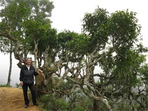 Tiếp nhận cây chè shan tuyết Hà Giang