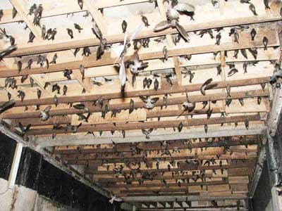 Đất lành ven biển Kiên Giang