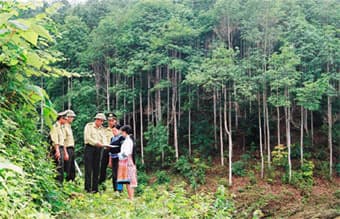 Cùng “Góp một tiếng nói” để bảo vệ rừng