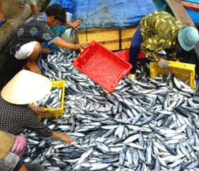 Cần Thơ: Tổ chức Festival thủy sản Việt Nam 2010 lần thứ 1