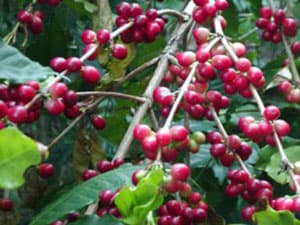 Cân đối đủ vốn cho việc thu mua, tạm trữ cà phê
