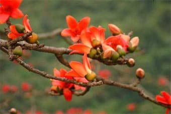 35 mùa hoa pơ-lang nở
