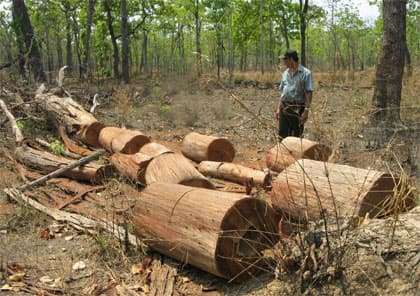 Rừng Yók Đôn bị tàn sát