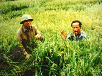 Người Rục và những “con ruộng” trồng lúa nước
