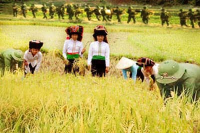 Dẻo thơm hương nếp Tú Lệ