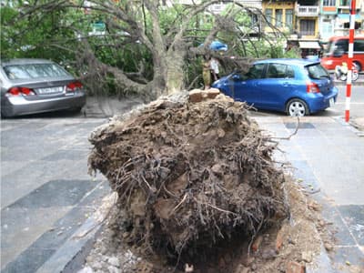 Giông lớn, nhiều cây cổ thụ bị bật gốc