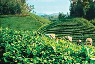 Giá chè nguyên liệu vùng Tây Bắc giảm mạnh vì bị cắt điện