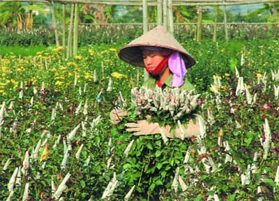 17 trường hợp sẽ không phải nộp lệ phí trước bạ