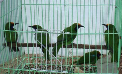 Chim rừng khóc giữa lòng phố núi