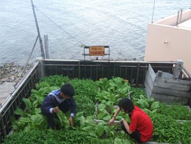 Vượt khó, trồng rau ở đảo chìm