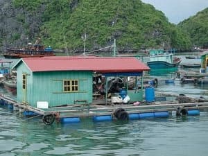 Kiên quyết xử lý nhà bè trái phép ở Vịnh Hạ Long