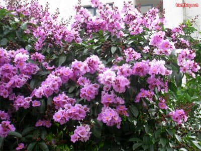 Bằng lăng tím cả nhớ thương