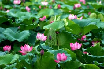 Chọn Quốc hoa của Việt Nam: Khó nhưng cần phải làm
