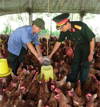 Mô hình trại gà ở Đoàn B12