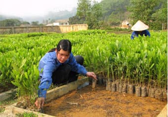 Giúp dân giàu lên từ trồng rừng