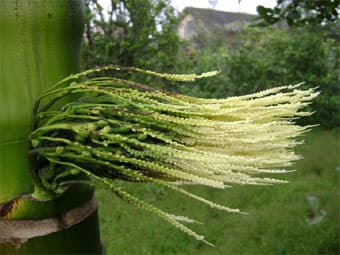 Mùi hương thơm ngọt