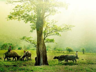 Hương quê