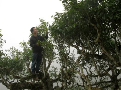 Chè  “năm cực” Suối Giàng