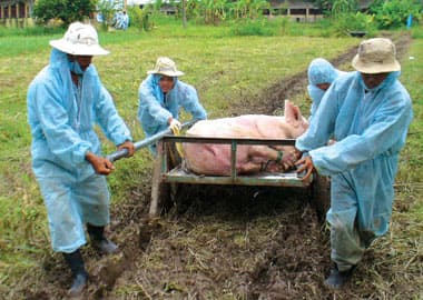 Công bố dịch heo tai xanh